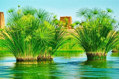 Illustration papyrus - Image 1