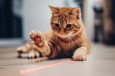 Illustration swipes - Image 1