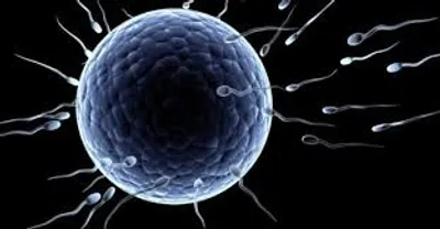 Illustration egg - Image 2