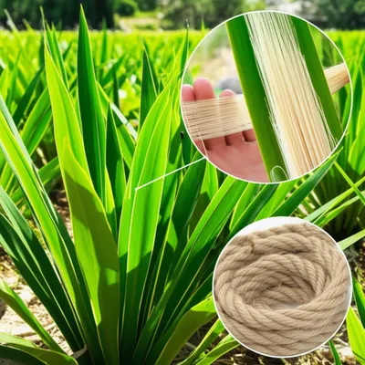 Illustration sisal - Image 1