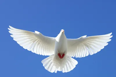 Illustration impeccably