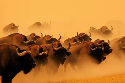 Illustration routed - Image 1