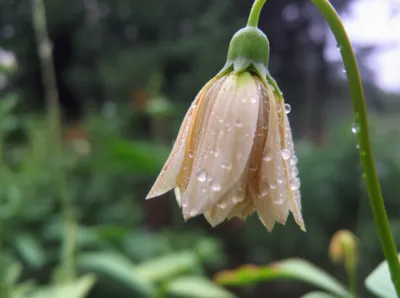 Illustration wept - Image 1