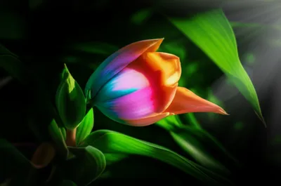 Illustration salient - Image 1