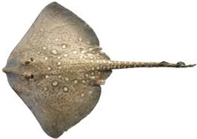 Illustration skate - Image 2