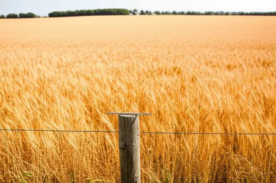 Illustration ackers - Image 1