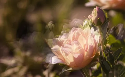 Illustration repeated - Image 1