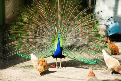 Illustration ostentatious - Image 1