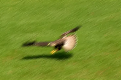 Illustration scoured - Image 1