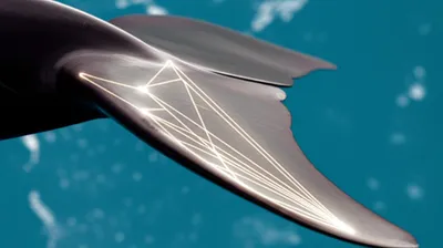 Illustration peduncle - Image 1