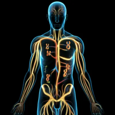 Illustration hormonal - Image 1