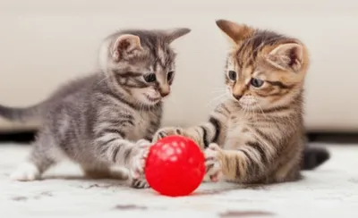 Illustration bopping - Image 1