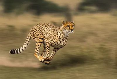 Illustration bolt - Image 1