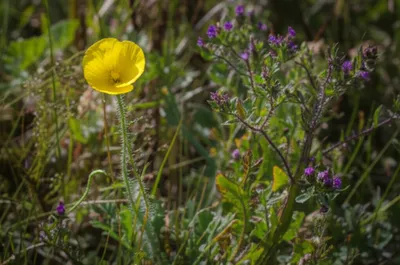 Illustration wildflower - Image 1