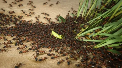 Illustration rushes - Image 1