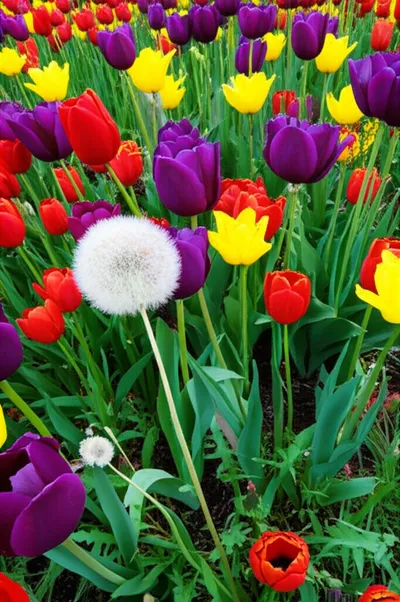 Illustration weakest - Image 1