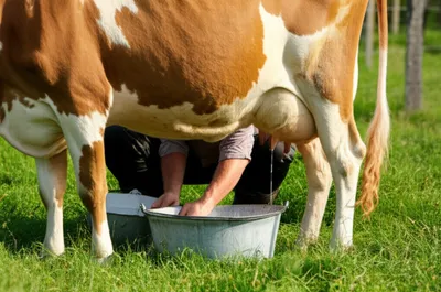 Illustration strippers - Image 1