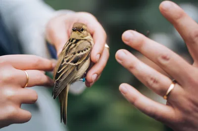 Illustration bands - Image 1