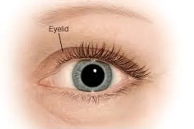 Illustration eyelid - Image 2