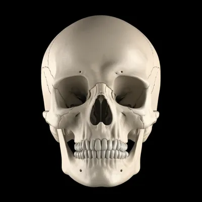 Illustration cranium - Image 1