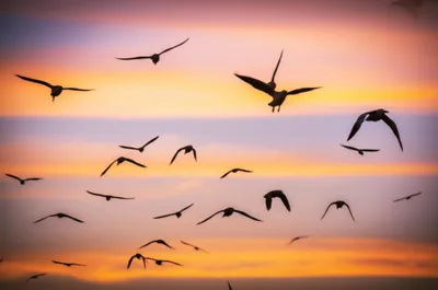 Illustration sailed - Image 1