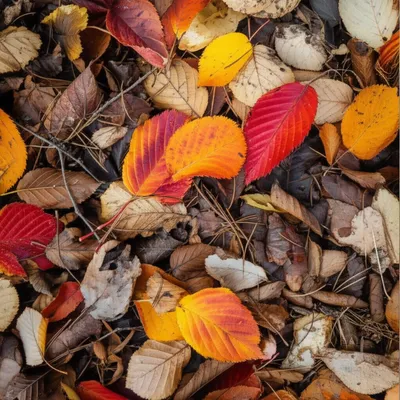 Illustration litters - Image 1