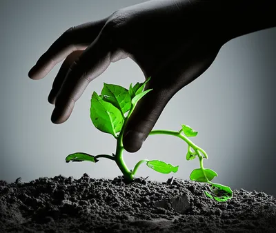 Illustration inflicting