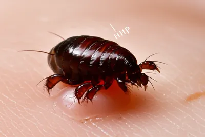 Illustration jiggers - Image 1