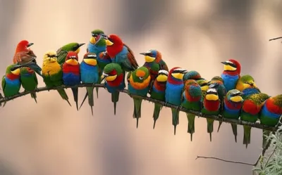 Illustration crowding - Image 1