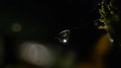 Illustration glimmering - Image 1