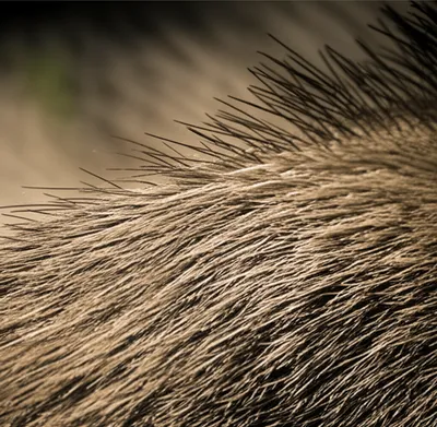 Illustration bristle