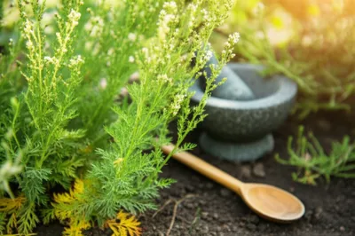 Illustration ambrosia - Image 1