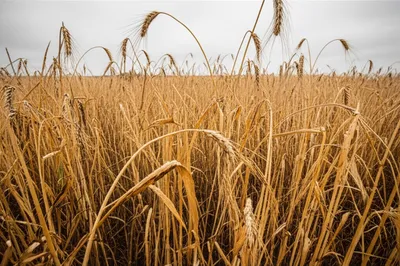 Illustration blight - Image 1