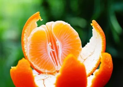 Illustration tangerine - Image 1
