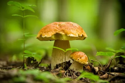 Illustration prince - Image 1