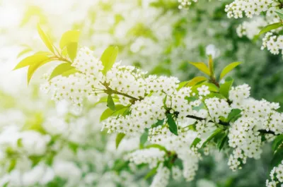 Illustration merry - Image 1