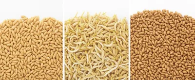 Illustration malting - Image 1