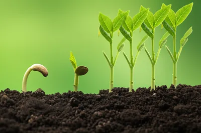 Illustration redoubling