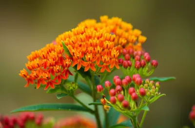 Illustration redhead - Image 1