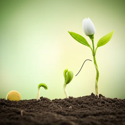 Illustration betas - Image 1