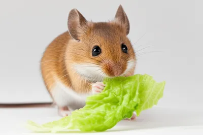 Illustration nibble - Image 1