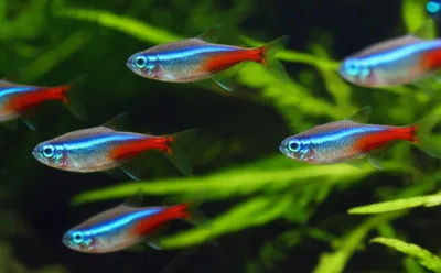 Illustration neon - Image 1