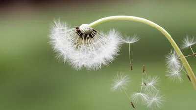 Illustration softest - Image 1