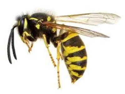 Illustration wasp - Image 3