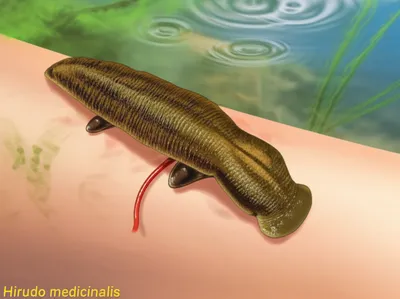 Illustration leech