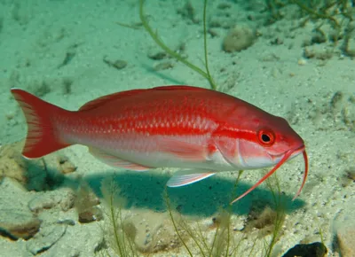 Illustration mullet - Image 1