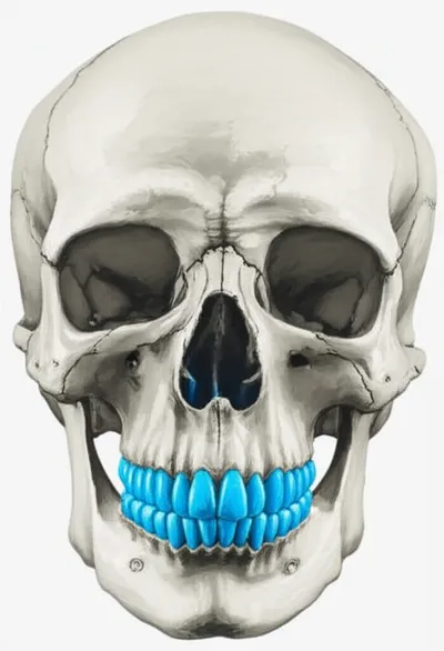 Illustration maxillary - Image 1