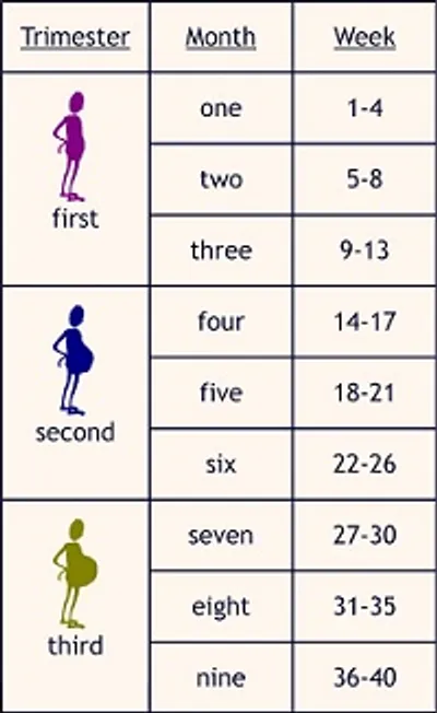 Illustration trimester - Image 2