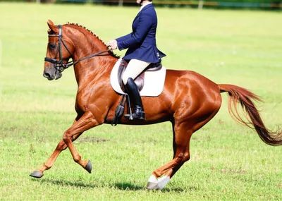 Illustration rack - Image 1