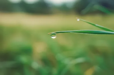 Illustration farthing - Image 1